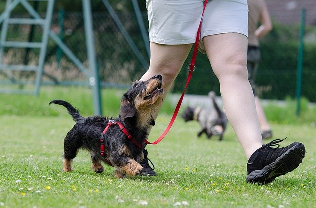A dachshund doing a formal heel behavior which is very different from loose leash walking